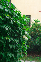 Spring rain drops on thick green leaves and white flowers in early May morning, natural green background, vertical orientation