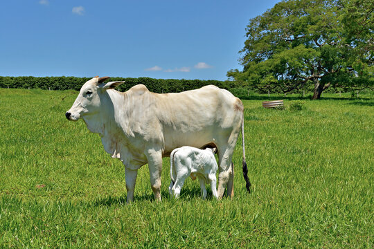 Vaca com bezerro Nellore em pasto verde