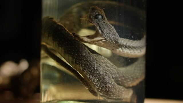 Specimen of snake preserved in solution formaldehyde on dark background. Glass jar with poisonous dead snake.	