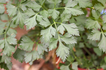 close up of a branch of parsley