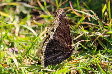 Mariposa en el pasto