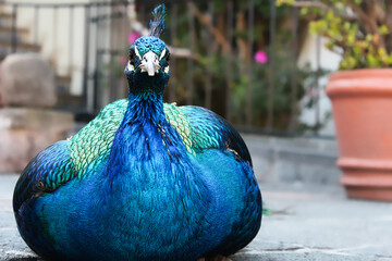 Pavo real descansando