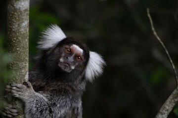 Caruaru, Pernambuco, Brazil. 01,25,2022. A small monkey known as a marmoset is seen in the countryside of the town of Caruaru in the Agreste region of Pernambuco state, northeastern Brazil.