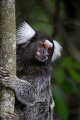 Caruaru, Pernambuco, Brazil. 01,25,2022. A small monkey known as a marmoset is seen in the countryside of the town of Caruaru in the Agreste region of Pernambuco state, northeastern Brazil.