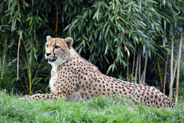Fototapeta na wymiar Cheetah profile in bamboo bushes