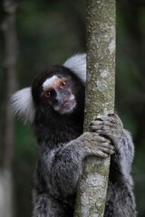 Caruaru, Pernambuco, Brazil. 01,25,2022. A small monkey known as a marmoset is seen in the countryside of the town of Caruaru in the Agreste region of Pernambuco state, northeastern Brazil.