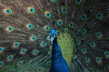 Obraz premium Acercamiento a pavo real