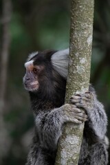 Caruaru, Pernambuco, Brazil. 01,25,2022. A small monkey known as a marmoset is seen in the countryside of the town of Caruaru in the Agreste region of Pernambuco state, northeastern Brazil.