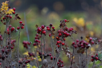 Ripe rose hips on the bush. Plants in autumn, withering, rose hips isolated on a bush without leaves. Signs of autumn.