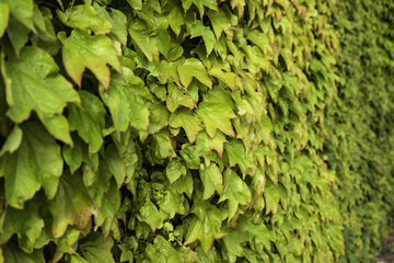 Green ivy wall