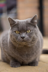 Fluffy British Shorthair cat poses in front of the camera.