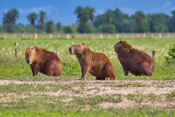 Group of capybaras in the middle of a plain