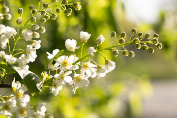 White flowers of bird cherry in the rays of the spring sun. Bright and romantic spring mood