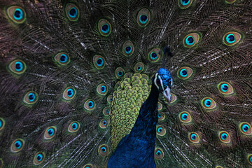 Obraz premium Pavo real