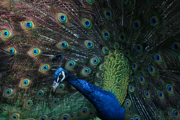 Pavo real de cerca agachándose