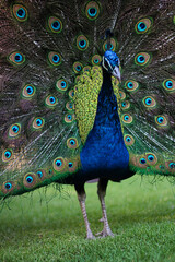 Pavo real de cerca