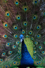 Obraz premium Acercamiento a pavo real