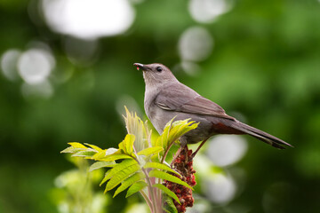 Grey Catbird eating sumac on an overcast day. Captured in Toronto, Ontario, Canada.