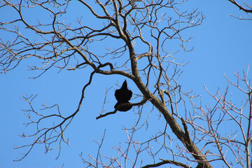 crow on a branch