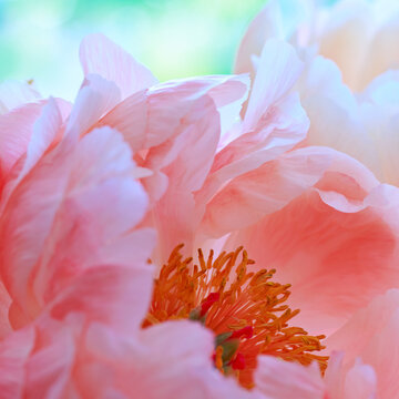 Pink peony flower close up. Flower background