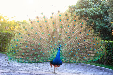 Pavo real en el atardecer