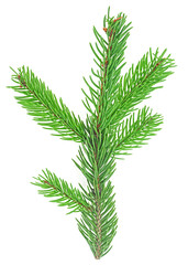 Green fir branch isolated on a white background. Green fir branch for christmas, top view.