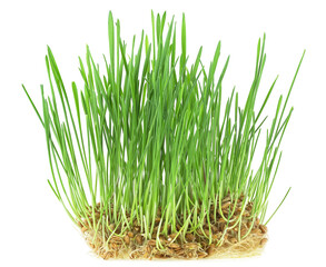 Germinated seeds of wheat isolated on a white background. Plant wheat with roots. Vegan and healthy eating concept.