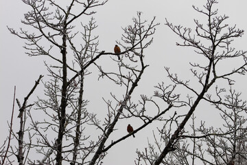 bird on a branch