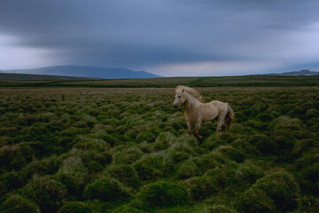 Horse in Iceland running