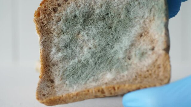 Woman in protective gloves showing moldy bread to the camera