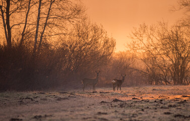 Deer in the morning in the woods