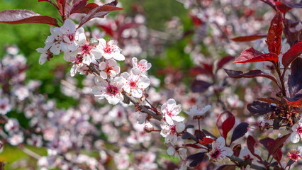 Close-up view of beautiful cherry blossoms blooming. Selective focus. Sakura garden. Gourgeous cherry trees in full blossom.