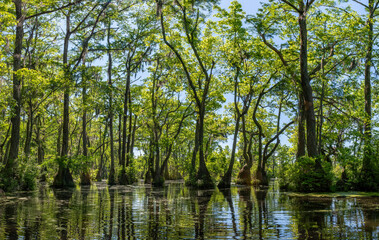 Fototapeta na wymiar Merchant's Millpond State Park in northeastern North Carolina in late May. Dominant trees are water tupelo (Nyssa aquatica) and baldcypress (Taxodium distichum). 