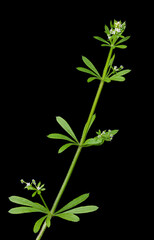Fototapeta na wymiar Catchweed bedstraw (Galium aparine) is a common weed native to North America and common worldwide. Prickles on its stem and leaves cause it to stick to skin, fur, and clothing. 