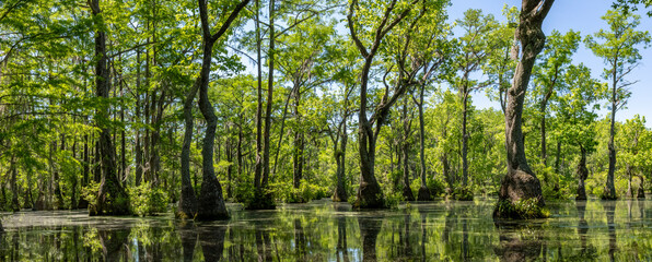 Merchant's Millpond State Park in northeastern North Carolina in late May. Dominant trees are water tupelo (Nyssa aquatica) and baldcypress (Taxodium distichum).  - obrazy, fototapety, plakaty