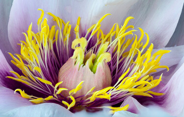 Macro view of center of a peony flower (Paeonia jishanensis), showing reproductive parts.