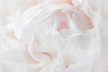 Tender pink peony with small water droplets in macro. Flower bud in bloom. Valentines Day, Romance, wedding, invitation card concept