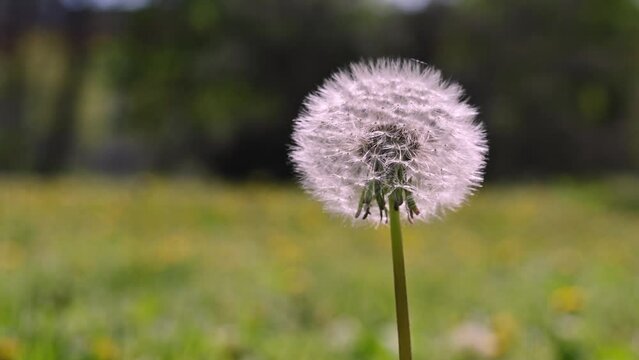 Lush open white dandelion flower in the green grass in the park. White round head of flowering dandelion with seeds. Spring green background, nature, plant outdoors