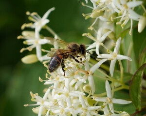 bee on a flower