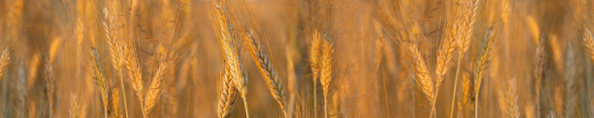 Ripening yellow ears of wheat with shallow depth of field in field. Long panoramic banner. Rural landscape of a ripening harvest at sunset © Aliaksei