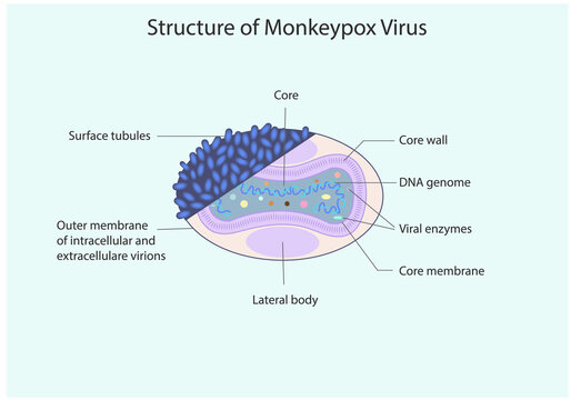 Structure of Minkeypox virus, vector, illusttration