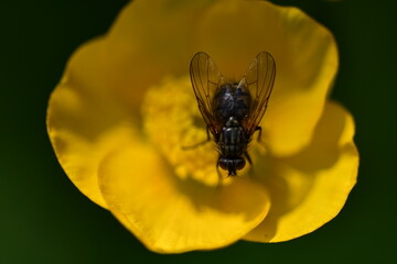 fly on yellow flower