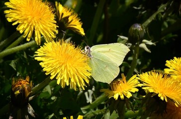 butterfly on flower © Yelena