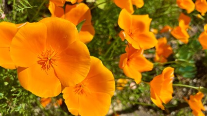 The California poppy Eschscholzia californica is a colorful wildflower that reproduces naturally. It grows in California, but has been moved to other areas. High quality