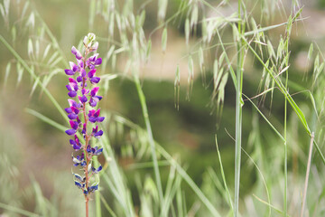 Wild Lupine