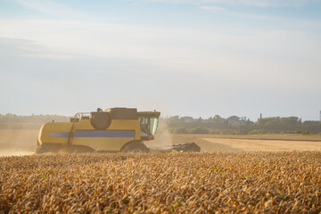 Combine harvester harvests ripe wheat. Ripe ears of gold field on the sunset cloudy orange sky...