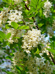 White acacia flowers