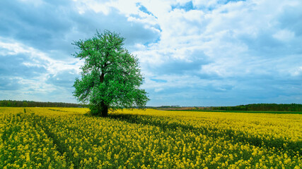 tree in the canola field