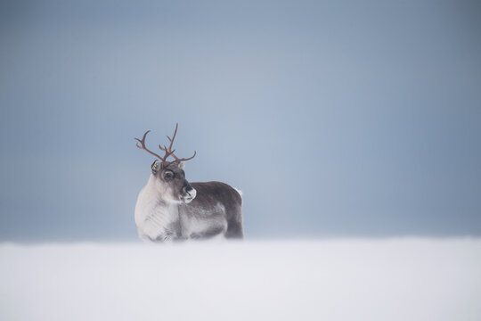 Rentier im Winter