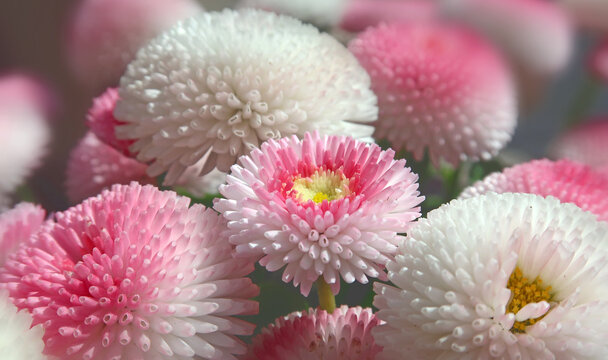 Weoß Bilder – Durchsuchen 17 Archivfotos, Vektorgrafiken und Videos ...